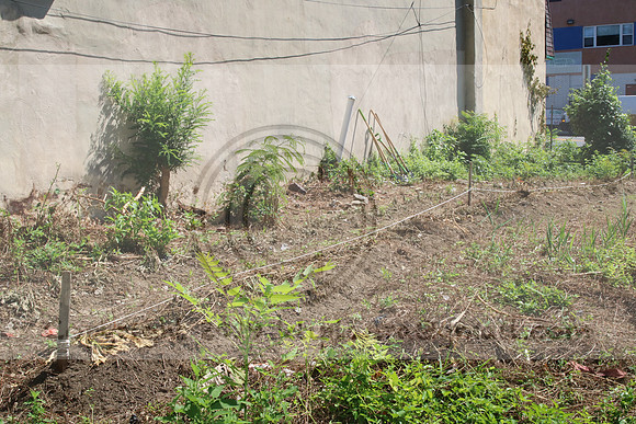 IMG_0118.1226 COMMUNITY GARDEN July 18 2020 @KTIP Laura Elam