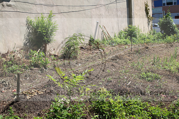IMG_0119.1226 COMMUNITY GARDEN July 18 2020 @KTIP Laura Elam