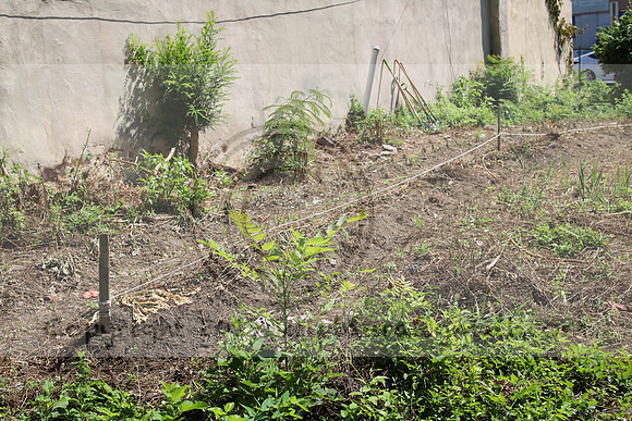 IMG_0120.1226 COMMUNITY GARDEN July 18 2020 @KTIP Laura Elam