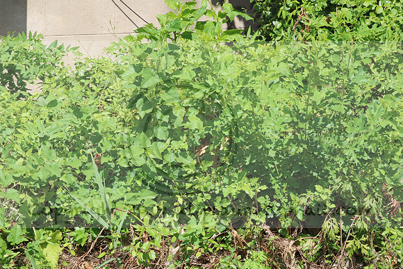 IMG_0130.1226 COMMUNITY GARDEN July 18 2020 @KTIP Laura Elam