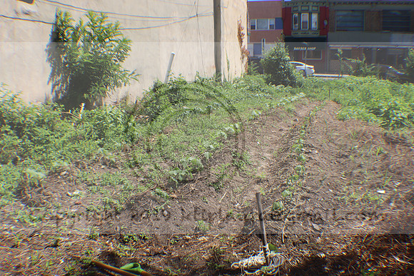 IMG_3479.1226 Community Garden August 1, 2020 @KTIP Laura Elam