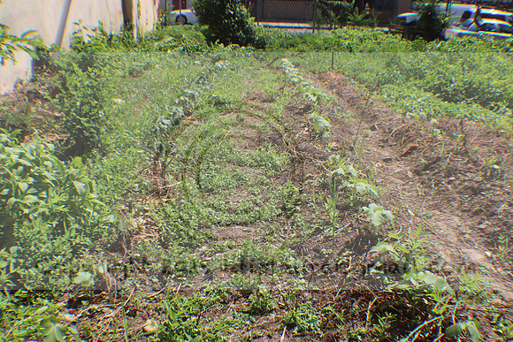 IMG_3482.1226 Community Garden August 1, 2020 @KTIP Laura Elam