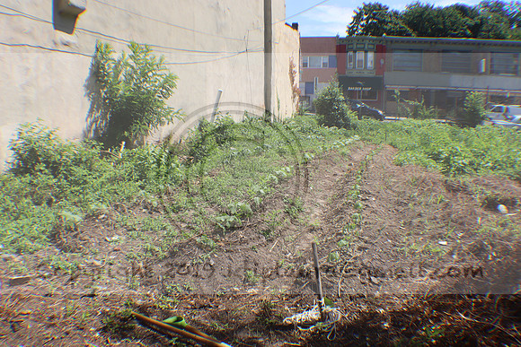 IMG_3480.1226 Community Garden August 1, 2020 @KTIP Laura Elam