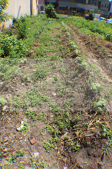 IMG_3483.1226 Community Garden August 1, 2020 @KTIP Laura Elam