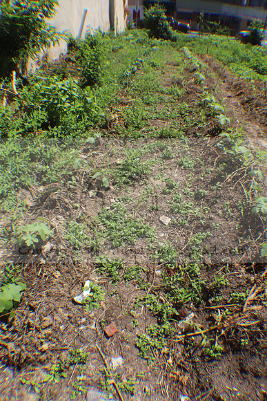 IMG_3484.1226 Community Garden August 1, 2020 @KTIP Laura Elam