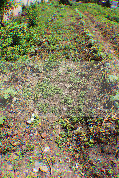 IMG_3485.1226 Community Garden August 1, 2020 @KTIP Laura Elam