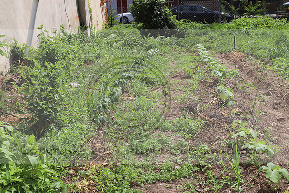 IMG_3486.1226 Community Garden August 1, 2020 @KTIP Laura Elam