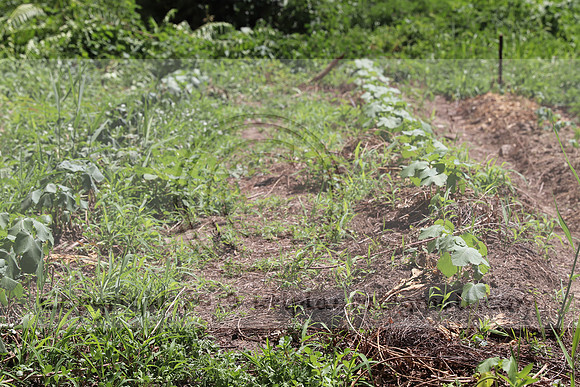 IMG_3487.1226 Community Garden August 1, 2020 @KTIP Laura Elam