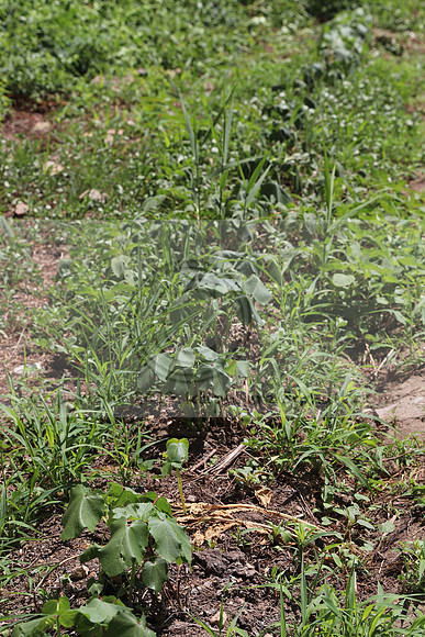 IMG_3490.1226 Community Garden August 1, 2020 @KTIP Laura Elam