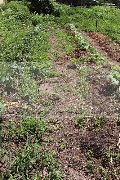 IMG_3491.1226 Community Garden August 1, 2020 @KTIP Laura Elam