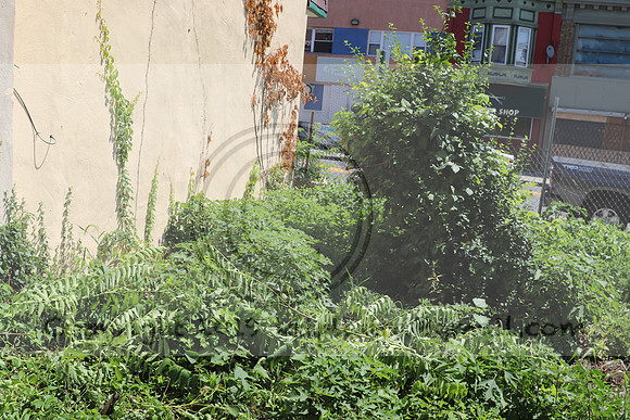 IMG_3495.1226 Community Garden August 1, 2020 @KTIP Laura Elam