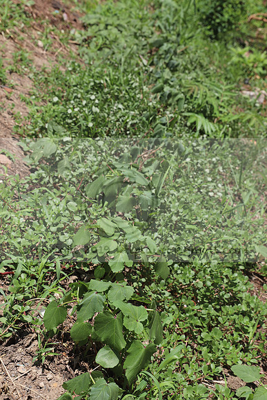 IMG_3504.1226 Community Garden August 1, 2020 @KTIP Laura Elam
