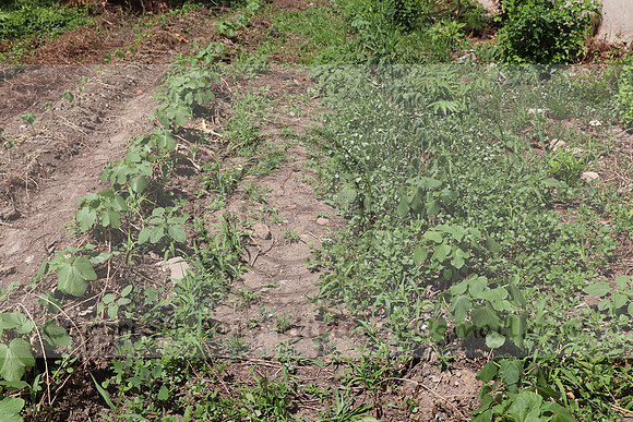 IMG_3505.1226 Community Garden August 1, 2020 @KTIP Laura Elam
