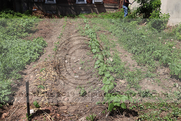 IMG_3510.1226 Community Garden August 1, 2020 @KTIP Laura Elam