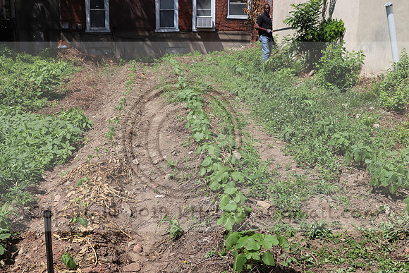 IMG_3512.1226 Community Garden August 1, 2020 @KTIP Laura Elam