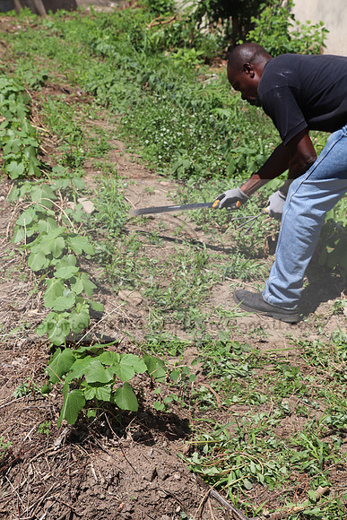 IMG_3521.1226 Community Garden August 1, 2020 @KTIP Laura Elam