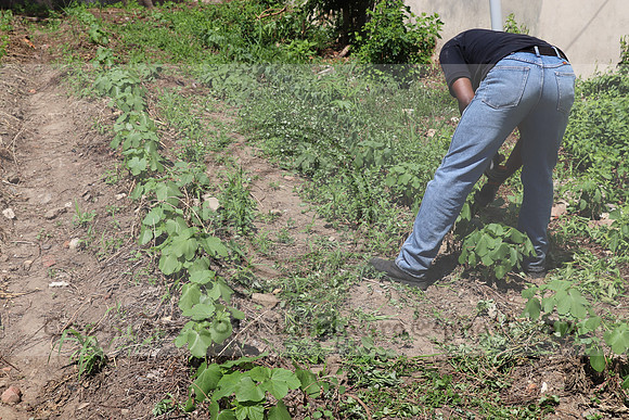 IMG_3523.1226 Community Garden August 1, 2020 @KTIP Laura Elam