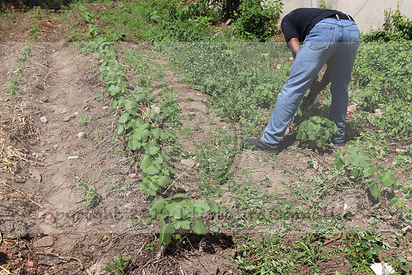 IMG_3524.1226 Community Garden August 1, 2020 @KTIP Laura Elam