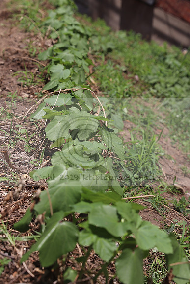 IMG_3539.1226 Community Garden August 1, 2020 @KTIP Laura Elam