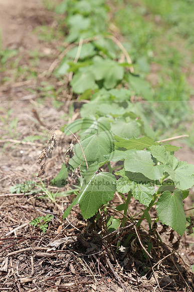 IMG_3540.1226 Community Garden August 1, 2020 @KTIP Laura Elam