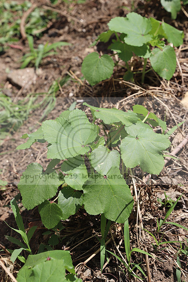IMG_3559.1226 Community Garden August 1, 2020 @KTIP Laura Elam
