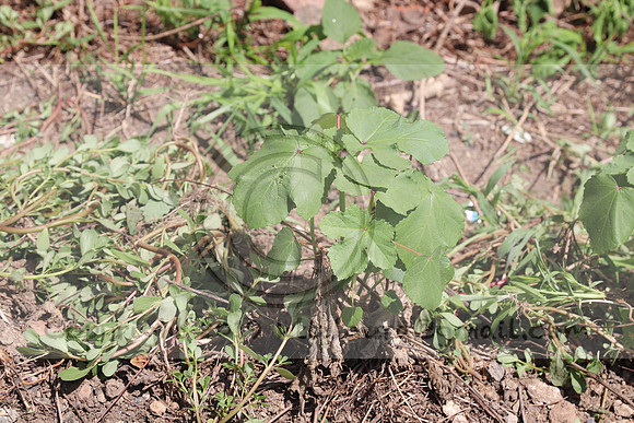 IMG_3562.1226 Community Garden August 1, 2020 @KTIP Laura Elam