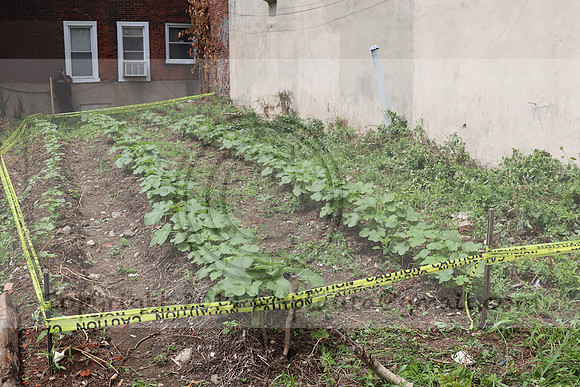 IMG_4502.1226 Community Garden  2b August 8, 2020 @KTIP Laura Elam