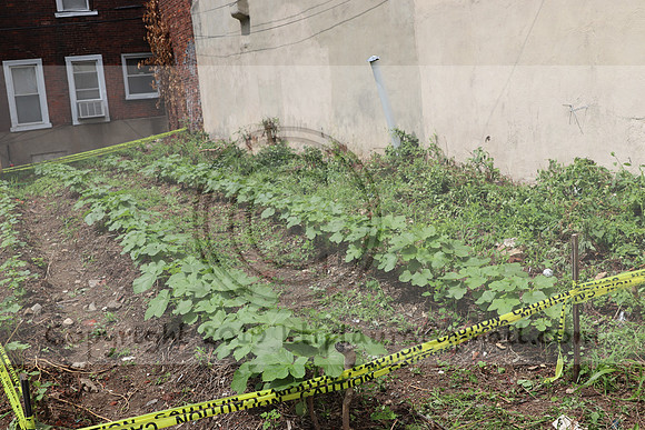 IMG_4495.1226 Community Garden  2b August 8, 2020 @KTIP Laura Elam