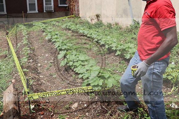 IMG_4494.1226 Community Garden  2b August 8, 2020 @KTIP Laura Elam