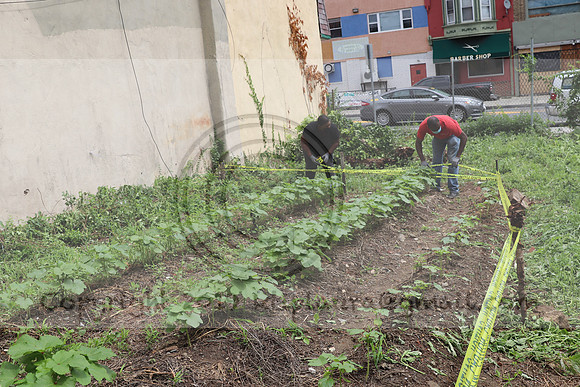 IMG_4488.1226 Community Garden  2b August 8, 2020 @KTIP Laura Elam