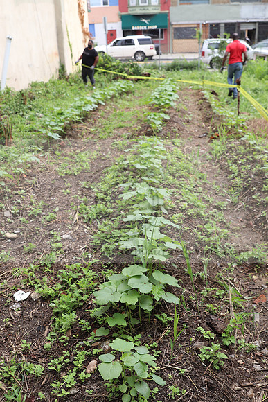 IMG_4487.1226 Community Garden  2b August 8, 2020 @KTIP Laura Elam