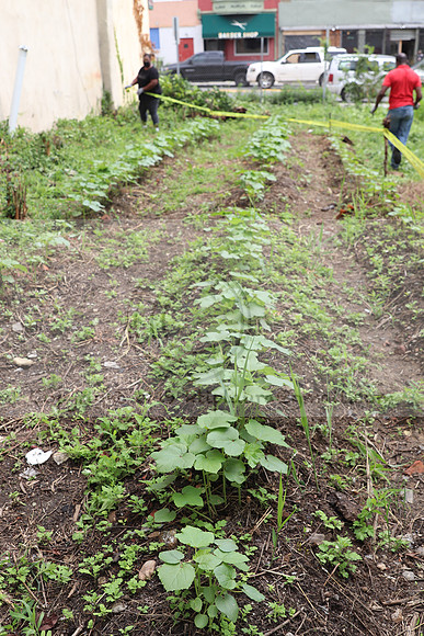 IMG_4486.1226 Community Garden  2b August 8, 2020 @KTIP Laura Elam