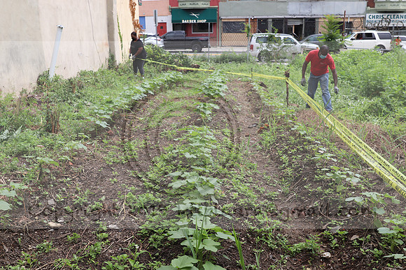 IMG_4485.1226 Community Garden  2b August 8, 2020 @KTIP Laura Elam