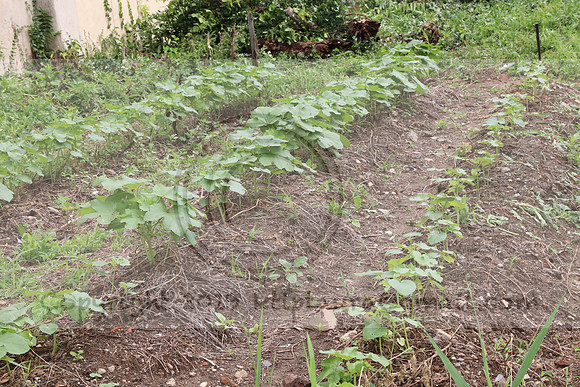 IMG_4481.1226 Community Garden  2b August 8, 2020 @KTIP Laura Elam