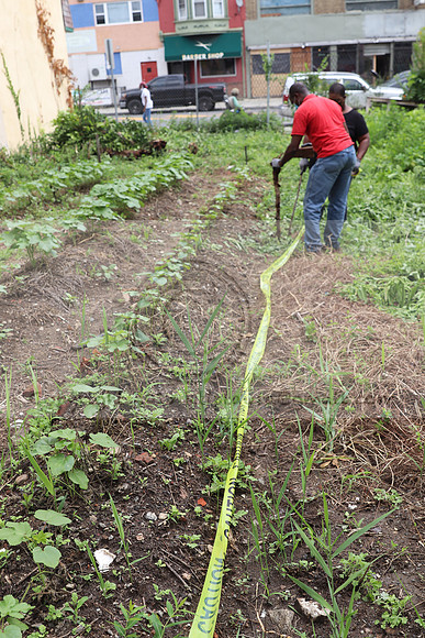 IMG_4480.1226 Community Garden  2b August 8, 2020 @KTIP Laura Elam