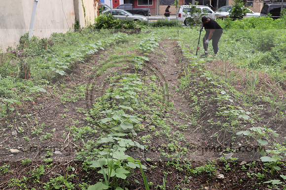 IMG_4473.1226 Community Garden  2b August 8, 2020 @KTIP Laura Elam