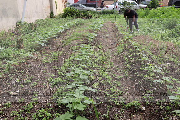 IMG_4471.1226 Community Garden  2b August 8, 2020 @KTIP Laura Elam