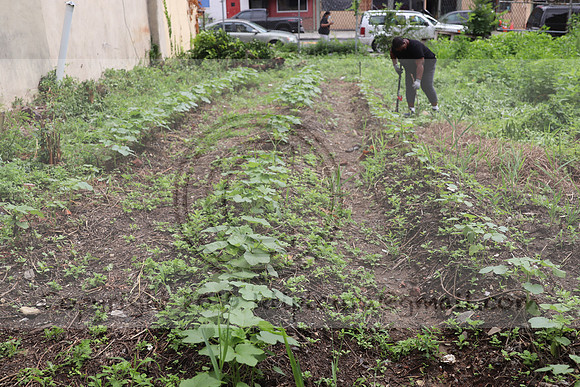 IMG_4472.1226 Community Garden  2b August 8, 2020 @KTIP Laura Elam