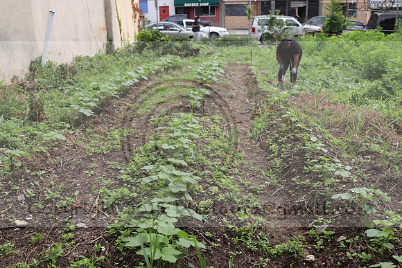 IMG_4470.1226 Community Garden  2b August 8, 2020 @KTIP Laura Elam