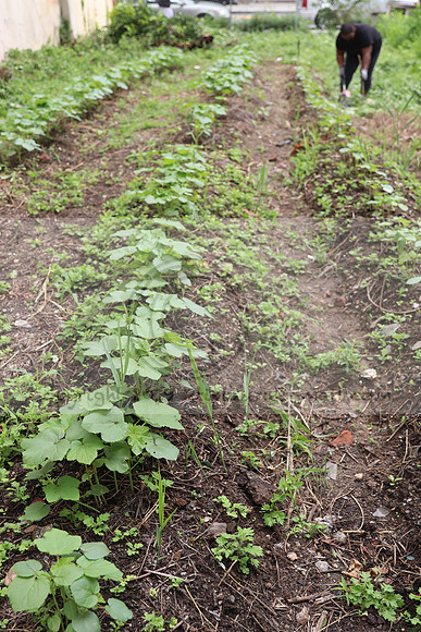 IMG_4469.1226 Community Garden  2b August 8, 2020 @KTIP Laura Elam
