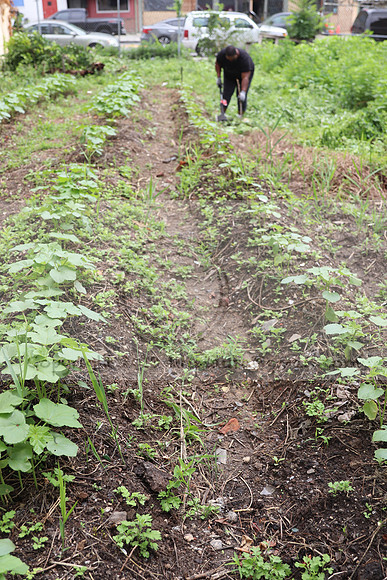 IMG_4468.1226 Community Garden  2b August 8, 2020 @KTIP Laura Elam