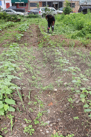 IMG_4467.1226 Community Garden  2b August 8, 2020 @KTIP Laura Elam