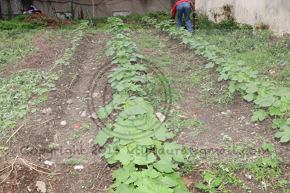 IMG_4455.1226 Community Garden  2b August 8, 2020 @KTIP Laura Elam