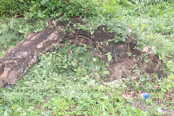 IMG_4426.1226 Community Garden  2b August 8, 2020 @KTIP Laura Elam
