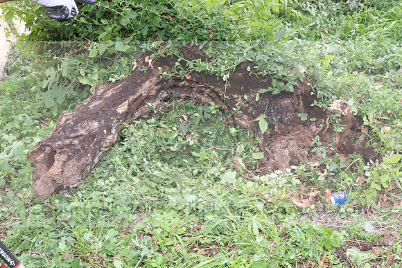 IMG_4427.1226 Community Garden  2b August 8, 2020 @KTIP Laura Elam