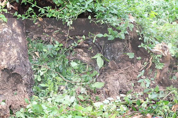 IMG_4424.1226 Community Garden  2b August 8, 2020 @KTIP Laura Elam