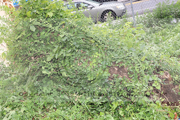 IMG_4415.1226 Community Garden  2b August 8, 2020 @KTIP Laura Elam