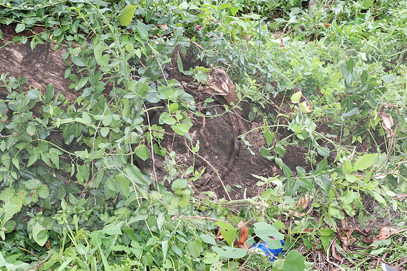 IMG_4414.1226 Community Garden  2b August 8, 2020 @KTIP Laura Elam