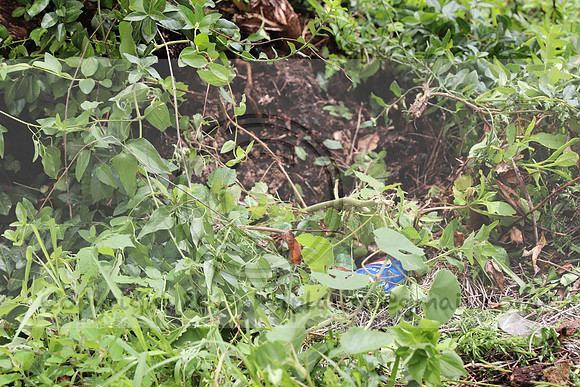 IMG_4413.1226 Community Garden  2b August 8, 2020 @KTIP Laura Elam