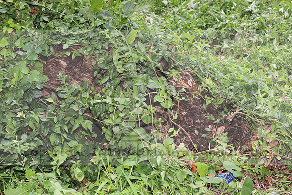 IMG_4412.1226 Community Garden  2b August 8, 2020 @KTIP Laura Elam